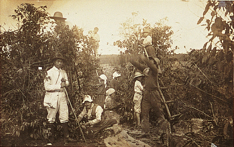 Imagem «Panorama da colheita do café»