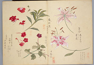 「百合」「鳳仙花」「白粉花」の画像