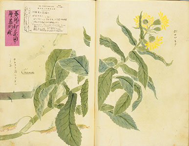 Senecio pseudoarnica's image of Ezo somokuzu transcribed by KATSURAGAWA Hoshu