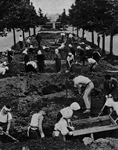 Local neighborhood associations fully mobilized to plant fields on Showa-dori street in Kanda and Nihonbashi Wards, Tokyo From (Jugo no Senka)